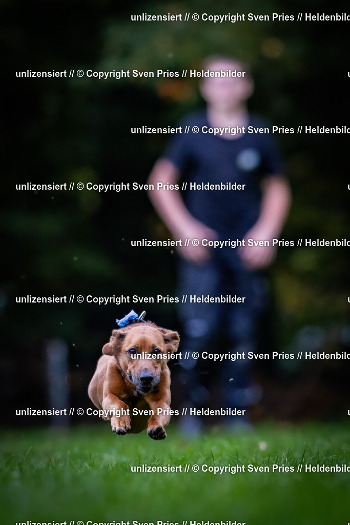 Sven Pries | 2024-10-19 - Hunderennen Ober-Grombach - Realisiert mit Pictrs.com