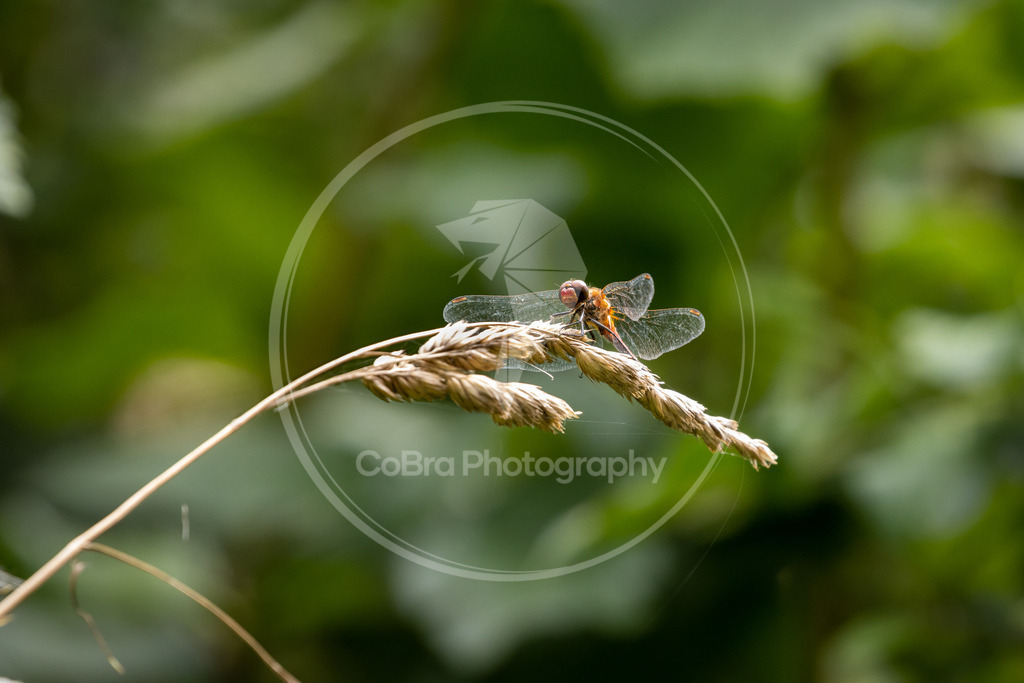 Libelle auf Gras | CoBra Photography - Realisiert mit Pictrs.com