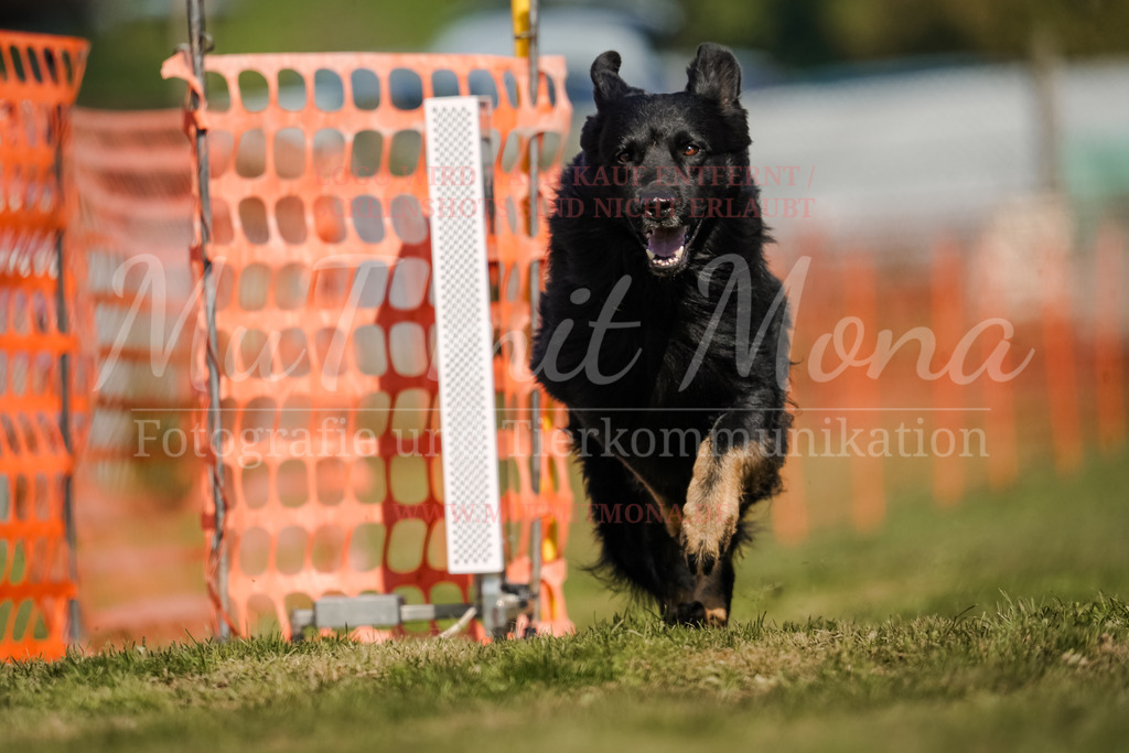 20250928_Hunderennen-684 | MuT (Mensch und Tier) mit Mona - Fotografie und Tierkommunikation - Realisiert mit Pictrs.com