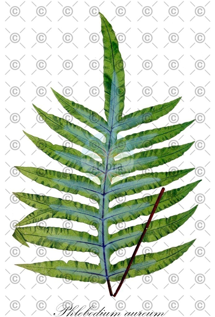 HistAbb_EMP_140451_SRC_HistAbb_Sturm_1796_FLORAD_SIMPLE | Historische Abbildung von Phlebodium aureum - Polypodiaceae | Historical Illustration of Phlebodium aureum - Polypodiaceae (goldfoot fern)