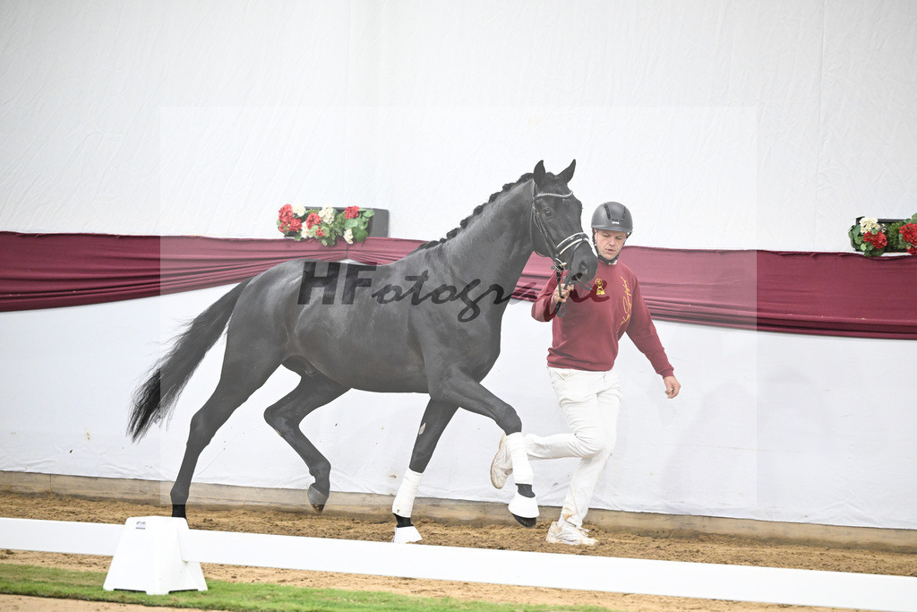 Kat-Nr. 38 Vivanero x Bretton Woods_Hanna Stengele_47251309 | hf-fotografie - Realisiert mit Pictrs.com