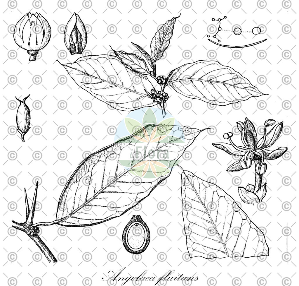 HistAbb_wfo-0000536542_113_ENZY_Simple | Historische Abbildung von Angolaea fluitans - Podostemaceae | Historical Illustration of Angolaea fluitans - Podostemaceae