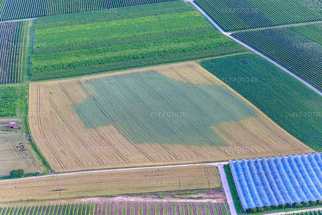 Luftbild: Trochenheitsbedingte Verfärbungen auf einem Getreidefeld in Impflingen im Bundesland Rheinland-Pfalz in Deutschland. Foto: IMG_090198.jpg vom 26.06.2016 durch Werner Riehm/FLY-FOTO.de