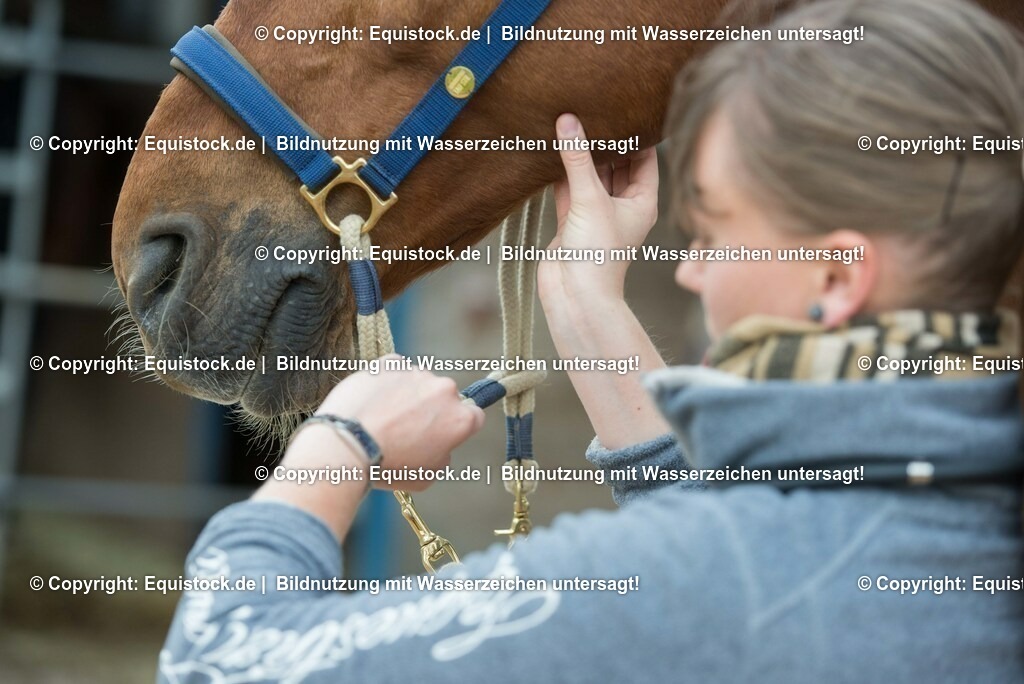 20180516_Vitalfunktionen_Pferd_0007 | equistock