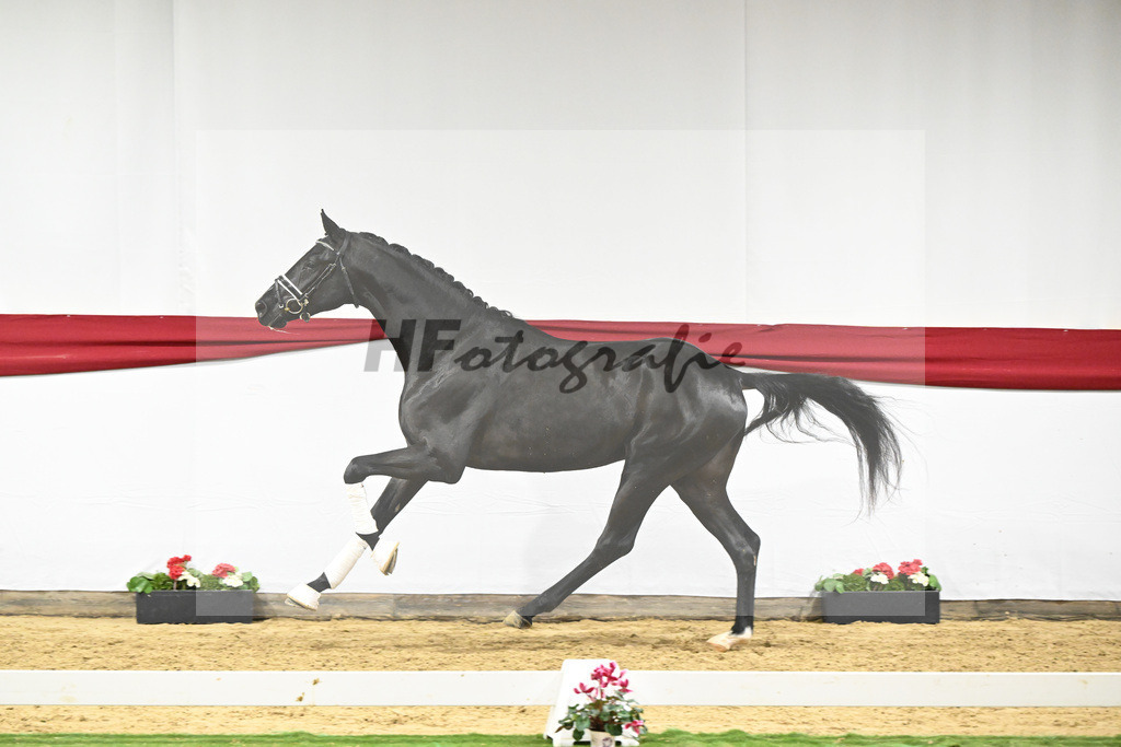 Kat-Nr. 58 v. Donier_Heilemann_63221787 | hf-fotografie - Realisiert mit Pictrs.com