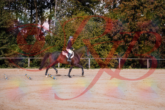 2026_10_03_Siefer-Hof_143956_Z81_10453122 | Professionelle Reitsport-, Turnier- und Eventfotografie von Robert Broda. Galerien mit ausgewählten und bearbeiteten Bildern direkt online ansehen und bestellen.