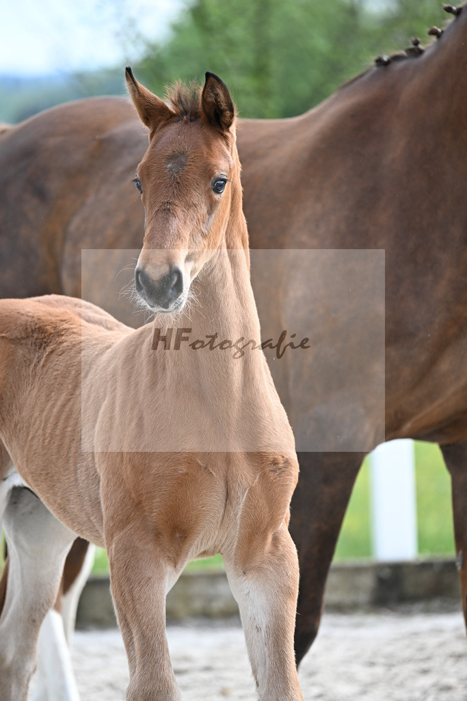Kat-Nr. 21 HF Glamourdale x Brisbane_Tanner_23261750 | hf-fotografie - Realisiert mit Pictrs.com