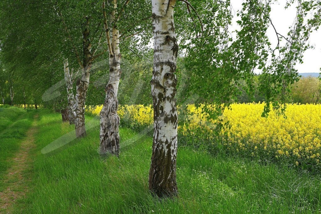 NatureArt-RAPSBIRKEN_5399c | Birkenfrau am Rapsfeld | #011 | Modell: Anastasia | Foto: Andreas Meier - Realisiert mit Pictrs.com