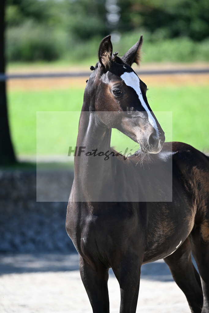 Kat-Nr. 2 Escamillo x Millennium_SF_Schneider_26250004 | hf-fotografie - Realisiert mit Pictrs.com