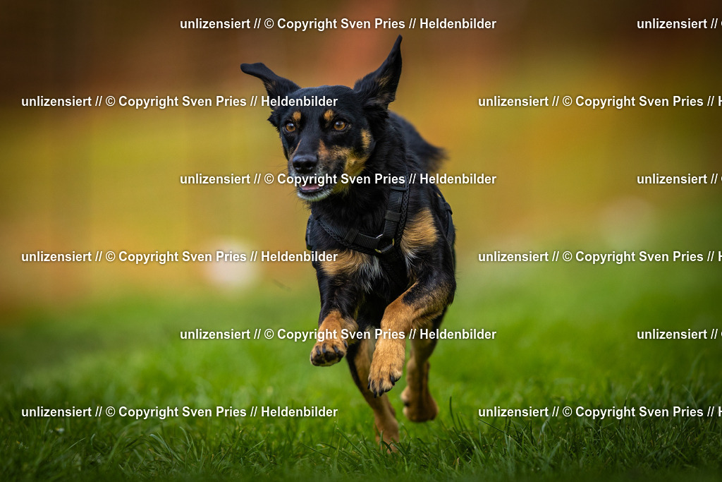 Sven Pries | 2025-04-13 - Hunderennen Baden-Baden - Realisiert mit Pictrs.com