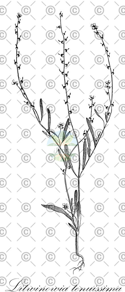 HistAbb_wfo-0001134990_1_ENZY_Simple | Historische Abbildung von Litwinowia tenuissima - Brassicaceae | Historical Illustration of Litwinowia tenuissima - Brassicaceae