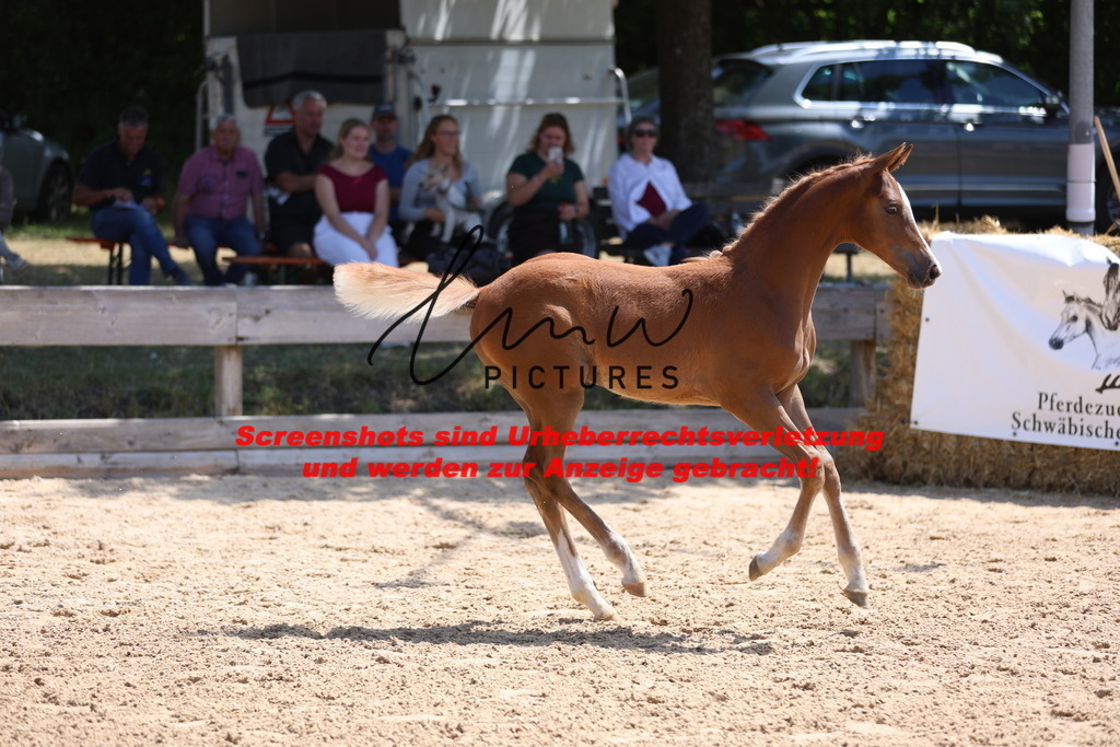 Fohlenschau_Schwäbisch_Hall_springbetonte_Fohlen_KN 54_11 | lmwpictures - Realisiert mit Pictrs.com
