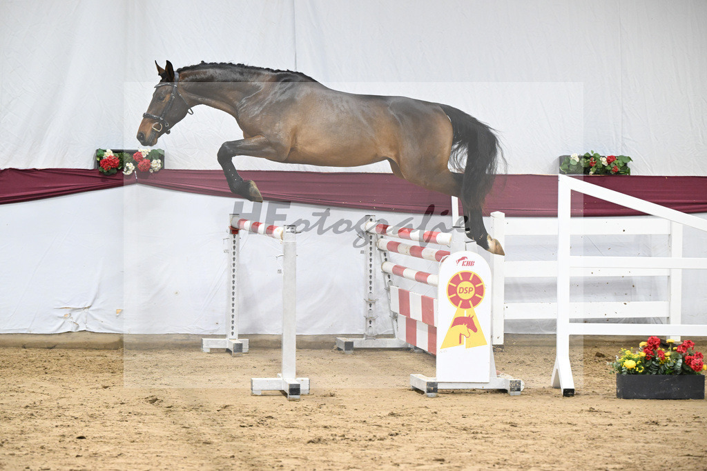 Kat-Nr. 101 Taloubet Z x Viva Vulkano_Ilona Pfisterer_47253270 | hf-fotografie - Realisiert mit Pictrs.com