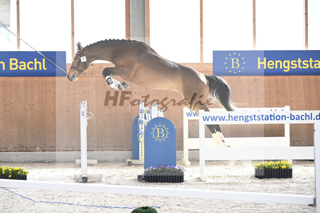 Kat-Nr. 17 Charlie v. Carrera VDL_Fischer-Rados_5250124 | hf-fotografie - Realisiert mit Pictrs.com