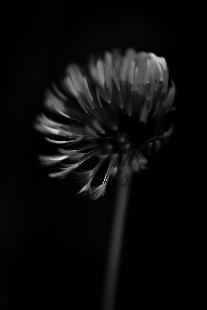 Löwenzahn | Makroaufnahme mit Nikon ZF, AF-S Micro Nikkor 105mm f2.8