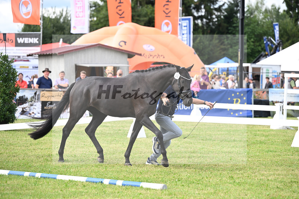 Kat-Nr. 34 Black Besinda H.S. v. Dancier Gold_Becker_30250844 | hf-fotografie - Realisiert mit Pictrs.com
