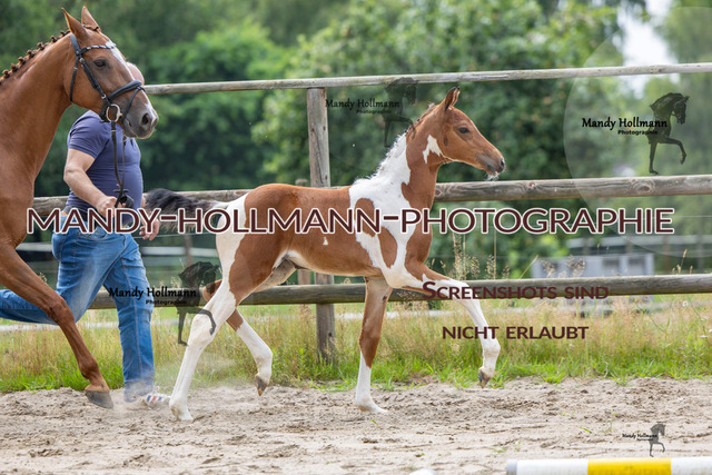 Hexenberg-383 | mandyhollmannphotographie