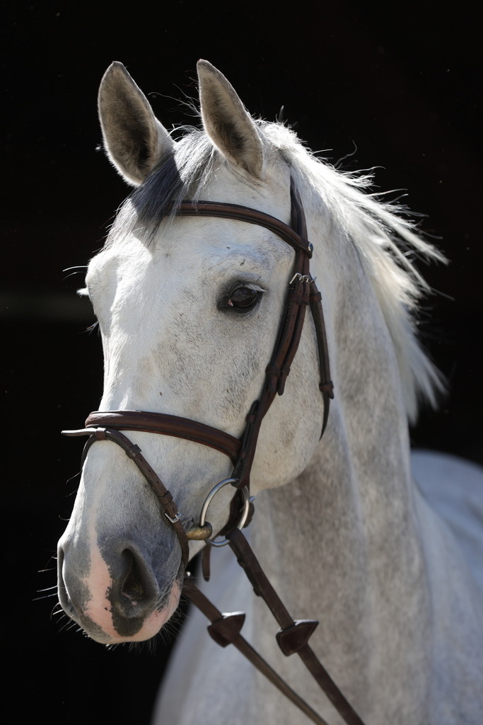 0P6A8897 | Willkommen bei Brunnmayr - Design & Fotografie – Ihrem Spezialisten für Reitturniere und Pferdeveranstaltungen in Oberösterreich, Salzburg und Bayern! Seit über 17 Jahren sind wir leidenschaftlich dabei.