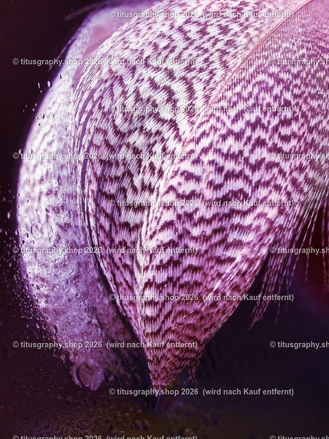 titusgraphy_P3084999-vz-ln_pe | titusgraphy-shop: Geschenkideen mit Qualitätsfotos. titusgraphy-shop: gift ideas with quality photos. titusgraphy-shop: idées cadeaux avec photos de qualité.  - Realisiert mit Pictrs.com