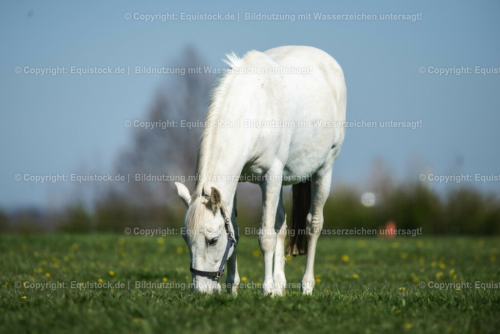 20210426_Pferd-auf-Koppel_0061 | equistock