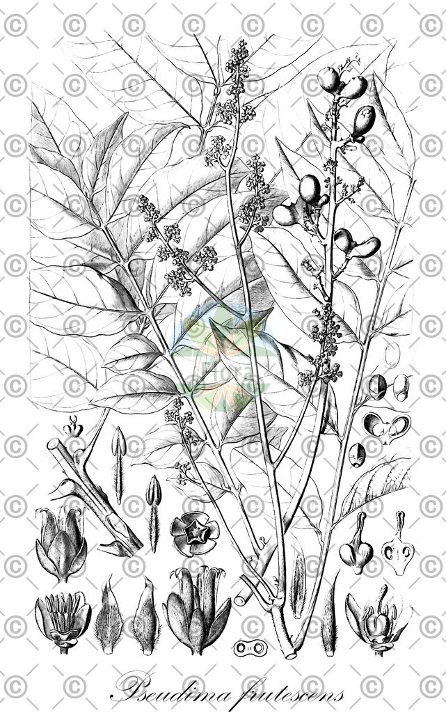 HistAbb_wfo-0000894871_1_ENZY_Simple | Historische Abbildung von Pseudima frutescens - Sapindaceae | Historical Illustration of Pseudima frutescens - Sapindaceae