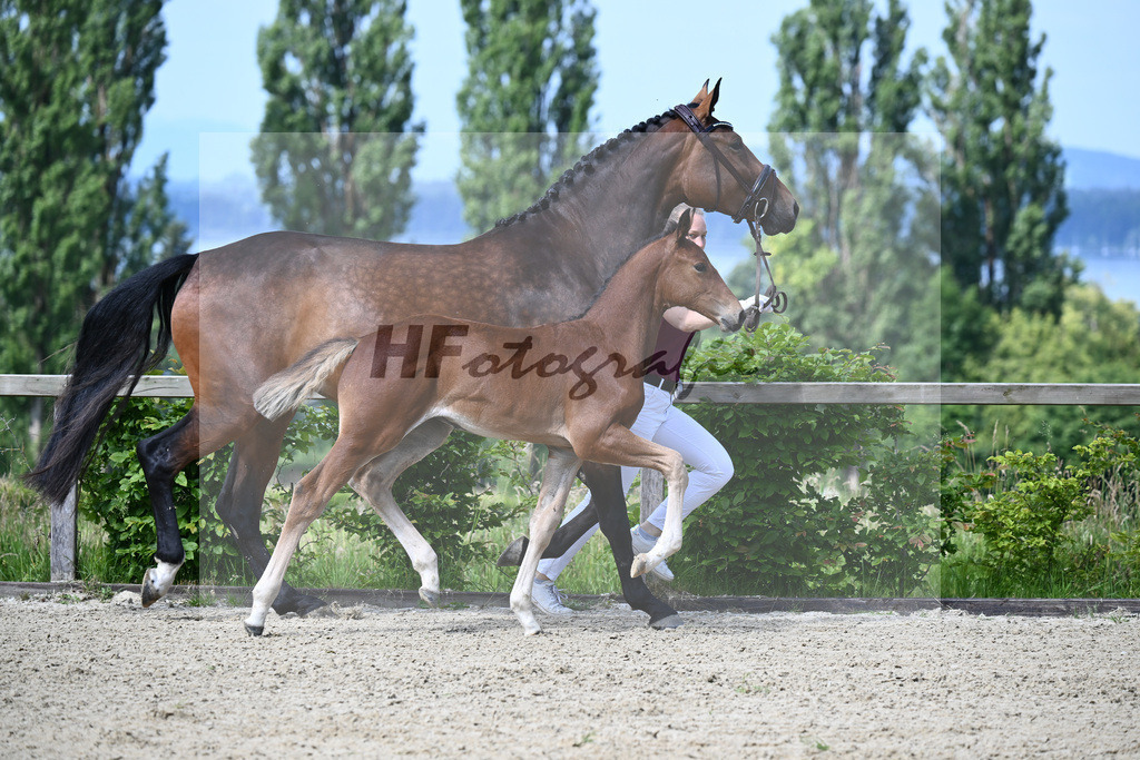 Dinken x Balou du Rouet_HF_Gossner_19240021 | hf-fotografie - Realizzato con Pictrs.com