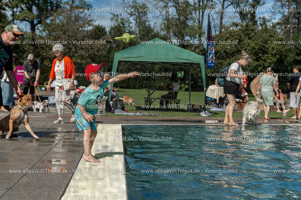 Hundeschwimmen_Volksbad_2026-allesWIRTHgut_Tierfotografie-2609061255-120551-7R500311 | Professionelle Tierfotografie in Mönchengladbach von Daniel Wirth (allesWIRTHgut). Liebevolle & natürliche Bilder von Hunden & Katzen für unvergessliche Erinnerungen.