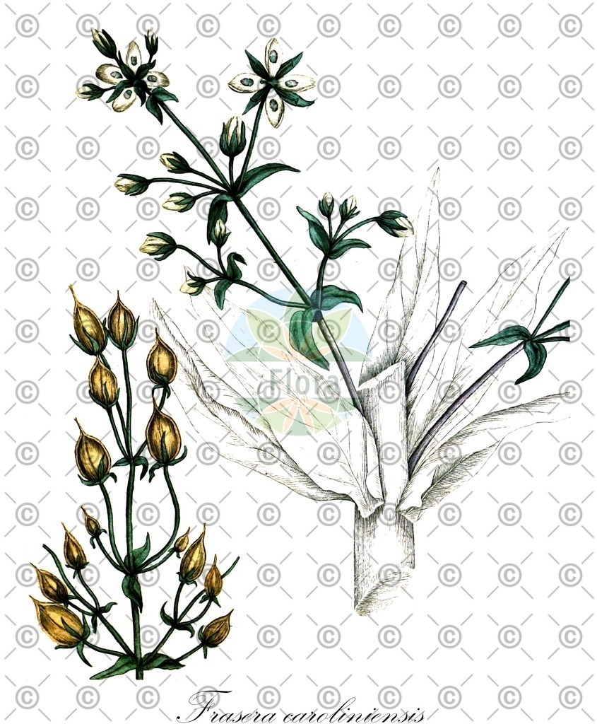HistAbb_wfo-0000692215_1_ENZY_Simple | Historische Abbildung von Frasera caroliniensis - Gentianaceae | Historical Illustration of Frasera caroliniensis - Gentianaceae