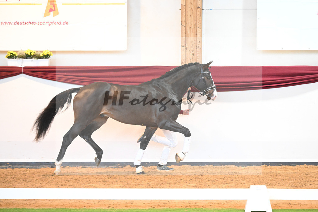 Kat-Nr. 47 v. Rivero II_Wanner_66222047 | hf-fotografie - Realisiert mit Pictrs.com