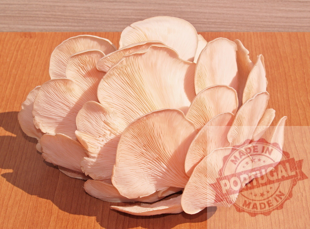 Pink oyster mushrooms on wooden surface | Pink oyster mushrooms present on a light brown wooden tabletop, ideal for culinary uses - Realized with Pictrs.com