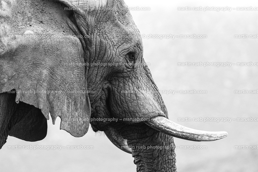 Portrait of an elephant in gray | Closeup portrait of an elephant - Realisiert mit Pictrs.com