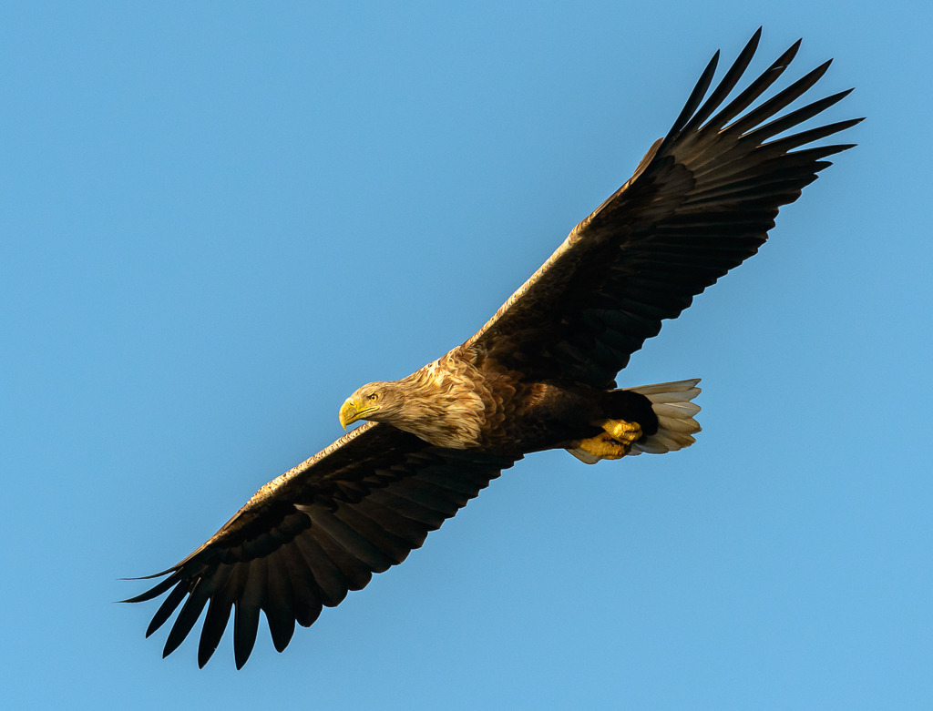 seeadler-2017-532 | Ein Seeadler (Haliaeetus albicilla) im Anflug, nachdem er einen toten Fisch auf dem Wasser erspäht hat. Das Foto entstand im warmen Licht eines Herbsttages im Naturpark Feldberger Seenlandschaft in Mecklenburg-Vorpommern. - Realisiert mit Pictrs.com