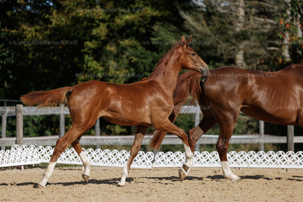 _AM19152 | working equitationturnier fotograf videograf stoibphotography marixx film working equitation deutschland reitsport turnierfotografie eventfotografie equestrian events