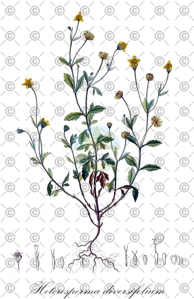 HistAbb_wfo-0000173634_1_ENZY_Simple | Historische Abbildung von Heterosperma diversifolium - Asteraceae | Historical Illustration of Heterosperma diversifolium - Asteraceae