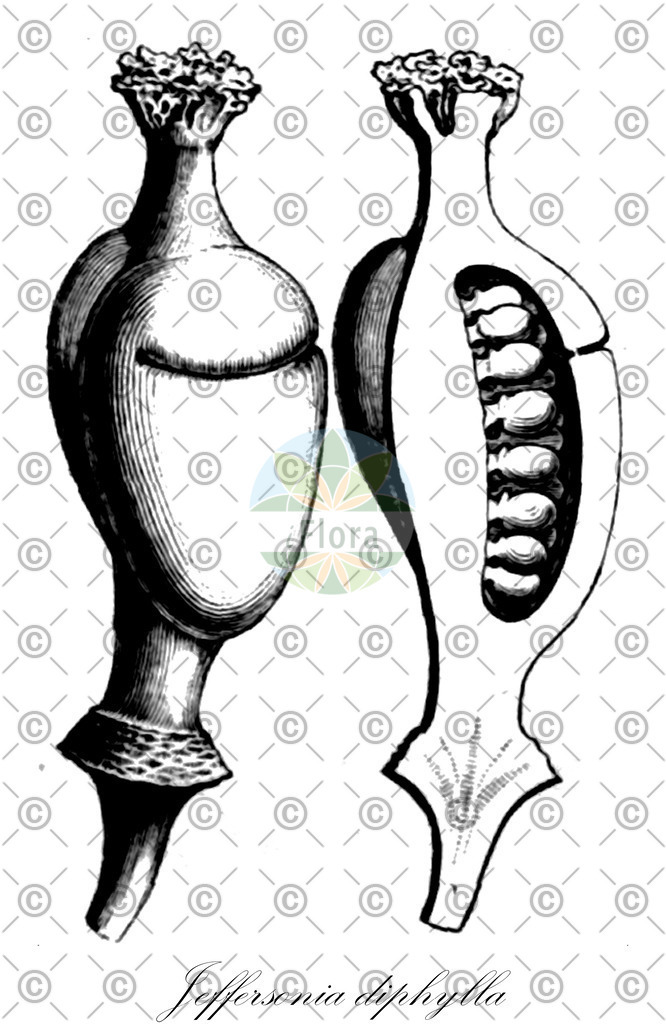 HistAbb_wfo-0000355161_1_ENZY_Simple | Historische Abbildung von Jeffersonia diphylla - Berberidaceae | Historical Illustration of Jeffersonia diphylla - Berberidaceae (rheumatism-root)