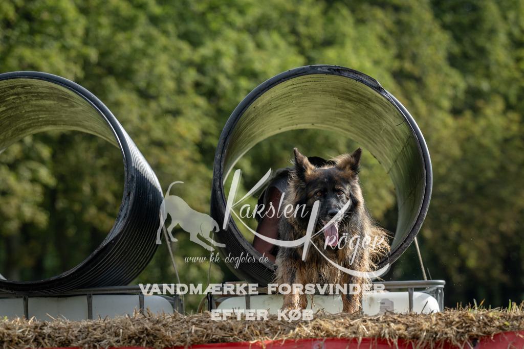 0933_ZZ90636 | kk-dogfotos