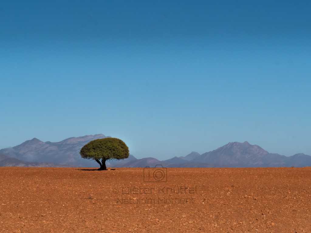 Hochebene von Oudshoorn, Süd-Afrika | Ein schöner Baum auf roter Erde auf der Hochebene von Oudshoorn, Süd-Afrika - Realisiert mit Pictrs.com