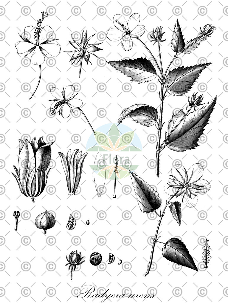 HistAbb_wfo-4000032478_1_ENZY_Simple | Historische Abbildung von Radyera urens - Malvaceae | Historical Illustration of Radyera urens - Malvaceae