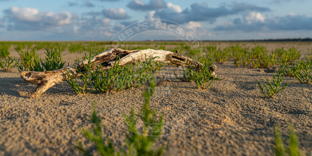 Nordseespargel | Queller oder Nordseespargel am Strand von St. Peter-Ording
