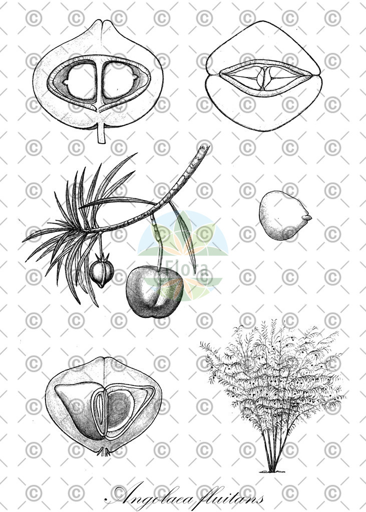 HistAbb_wfo-0000536542_359_ENZY_Simple | Historische Abbildung von Angolaea fluitans - Podostemaceae | Historical Illustration of Angolaea fluitans - Podostemaceae