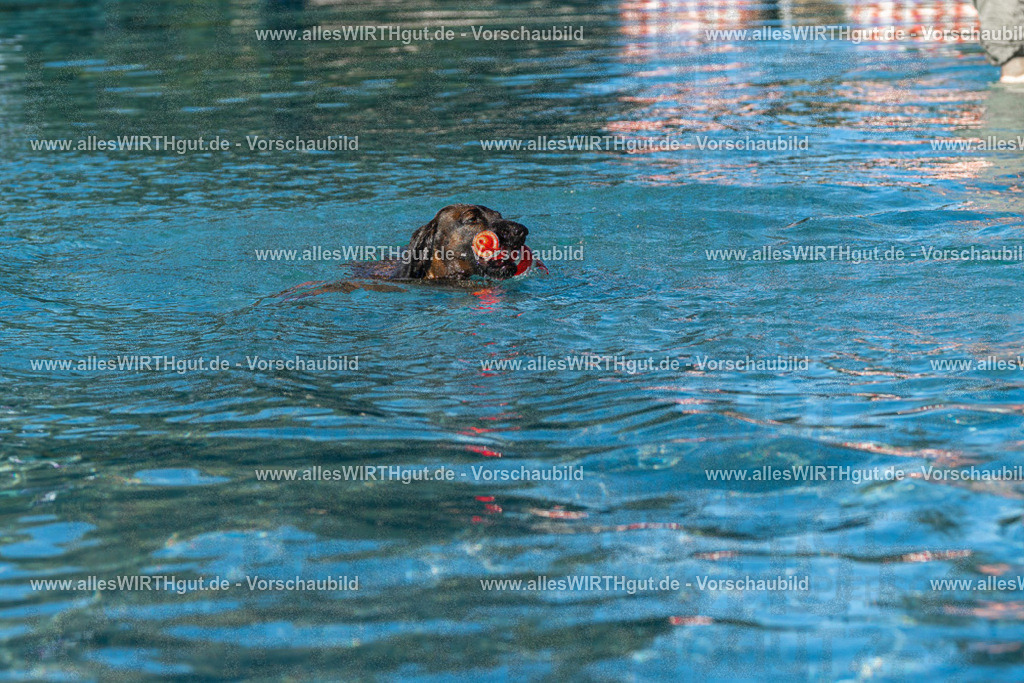 Hundeschwimmen_Volksbad_2026-allesWIRTHgut_Tierfotografie-2609061028-FAY05908 | Professionelle Tierfotografie in Mönchengladbach von Daniel Wirth (allesWIRTHgut). Liebevolle & natürliche Bilder von Hunden & Katzen für unvergessliche Erinnerungen.