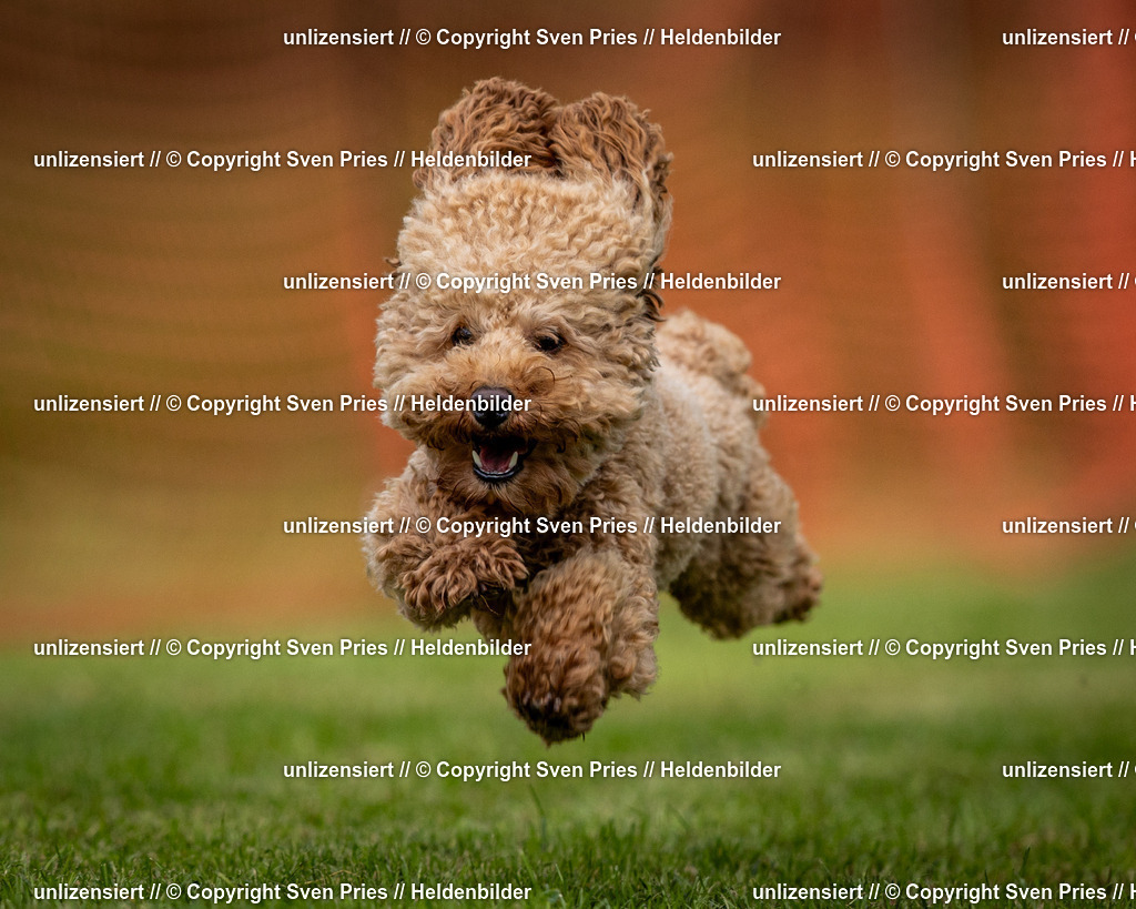 Sven Pries | 2024-09-22 - Hunderennen Baden-BadenPudelverein - Realisiert mit Pictrs.com