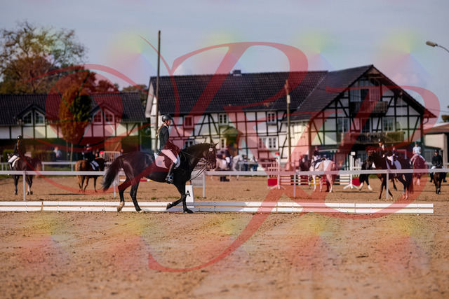 2026_10_03_Siefer-Hof_115453_Z81_94701612 | Professionelle Reitsport-, Turnier- und Eventfotografie von Robert Broda. Galerien mit ausgewählten und bearbeiteten Bildern direkt online ansehen und bestellen.