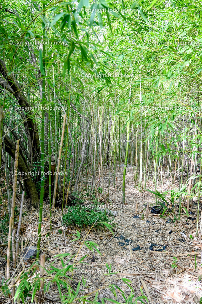 Arboretum von Trsteno_ Kroatien_ 11.10.2023-63 | 11.10.2023, Kroatien, HRV, Trsteno im Bild Arboretum, Trsteno, Hafen, Pflanzen, Brunnen, Neptunbrunnen, Wege, Palmen, Eukalyptus, Lorbeer, Kakteen, Zitrus, Oliven, Filmkulisse Game of Thrones

Das Arboretum von Trsteno befindet sich etwa 18 Kilometer nordwestlich der Stadt Dubrovnik im Sueden Kroatiens. Als einziges Arboretum an der oestlichen Adria-Kueste stellt es die aelteste Sammlung exotischer Baeume und Pflanzen des Landes dar.
Die Gartenanlage befindet sich entlang der Kuestenstraße zwischen den Ortschaften Orašac und Slano.
Quelle: Wikipedia
