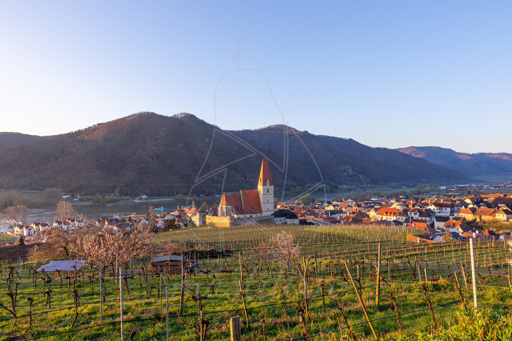Marillenblüte bei Sonnenaufgang in Weißenkirchen | Ihre Fotografin im Lungau, ihre Fotografin im Mostviertel, Wandbilder Onlineshop, Imagefotos für Ihr Unternehmen,  - Realisiert mit Pictrs.com