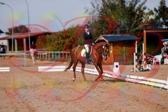2026_10_03_Siefer-Hof_114045_Z81_83220464 | Professionelle Reitsport-, Turnier- und Eventfotografie von Robert Broda. Galerien mit ausgewählten und bearbeiteten Bildern direkt online ansehen und bestellen.