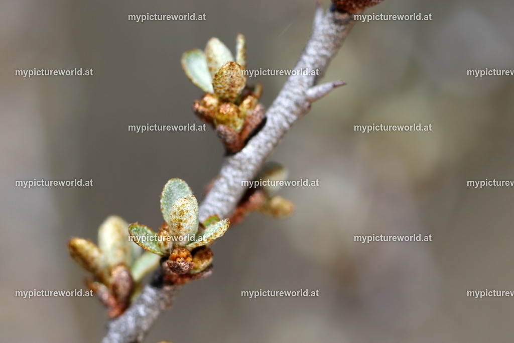 Sanddorn-002 | Das Bilderarchiv über Tiere, Planzen und Landschaften. In der Bilddatenbank finden Sie ein große Auswahl an hochwertigen Bilder für Ihre Werbung - Realisiert mit Pictrs.com