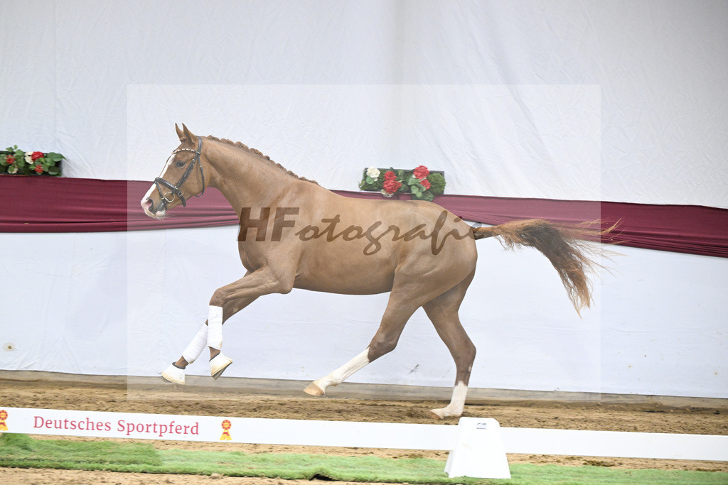 Kat-Nr. 36 San to Alati x Estobar NRW_Stefan Holtwiesche_47251267 | hf-fotografie - Realisiert mit Pictrs.com