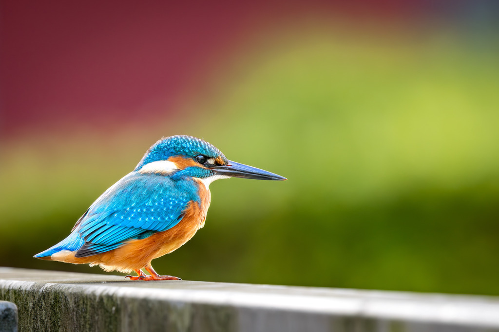 Eisvogel | Ein Eisvogel auf einem Geländer der Ausschau nach Nahrung hält.