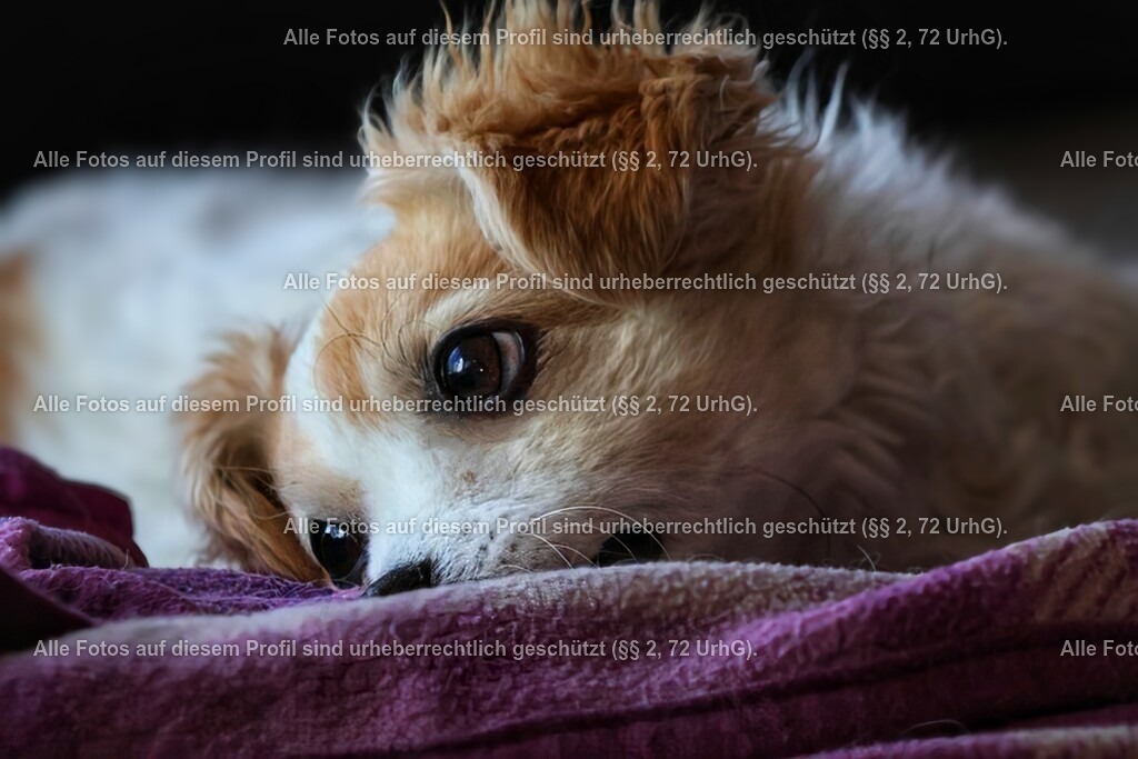 20240309095113_0C4A2682_2-01_3 | krollfotografie - Realisiert mit Pictrs.com